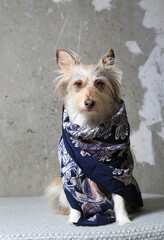 Portrait of a dog with a blue scarf