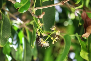 The Jambolan tree preparing to bear fruit.