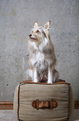 Beautiful portrait of a cute fluffy dog on a gray background