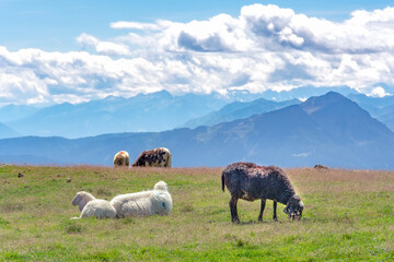 Südtirol Meran 2000 - Schafe auf der Weide
