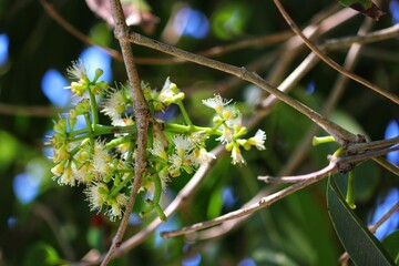 The Jambolan tree preparing to bear fruit.