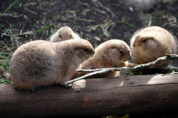 仲良く食事をする秋のオグロプレーリードッグ