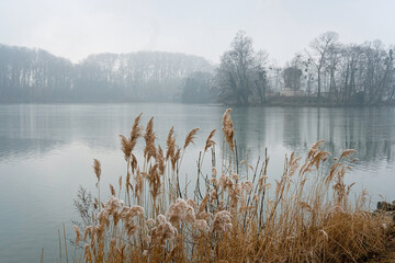 Des roseaux en hiver