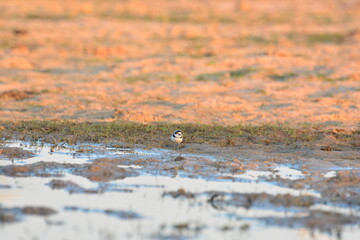 water bird, migration, little ringed, little-ringed plover, birds, waterbird, natural, small, outdoor, water, animalia, shorebirds, asia, birding, common ringed plover, cute, background, feather