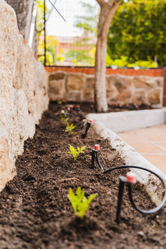 Planted sprouts near stone wall