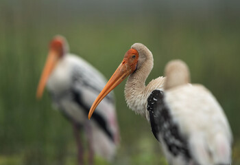 Selective focus on middle Painted stork at Bhigwan bird sanctuary, Maharashtra