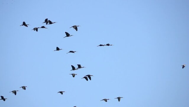 Flock of Ibis flying in blue sky
Slow motion shot from israel
