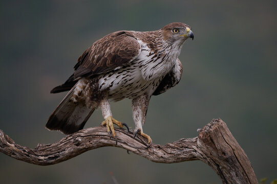 Bonellis eagle on tree branch in nature