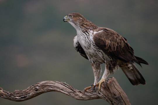 Bonellis eagle on tree branch in nature