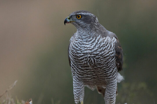 Graceful goshawk on tree branch in natural park
