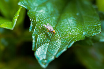 a fly on leaf
