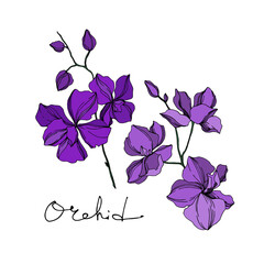 Vector Orchid floral botanical flowers. Black and purple engraved ink art. Isolated orchids illustration element.