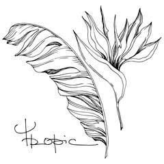 Vector Palm beach tree leaves jungle flowers. Black and white engraved ink art. Isolated flower illustration element.