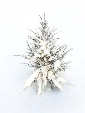 Juniperus scopulorum, the Rocky Mountain juniper in winter, with snow on the branches among the snow	
