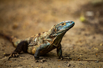 Lizard on ground in nature
