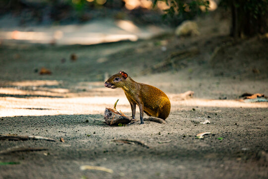 Agouti sitting on path in forest