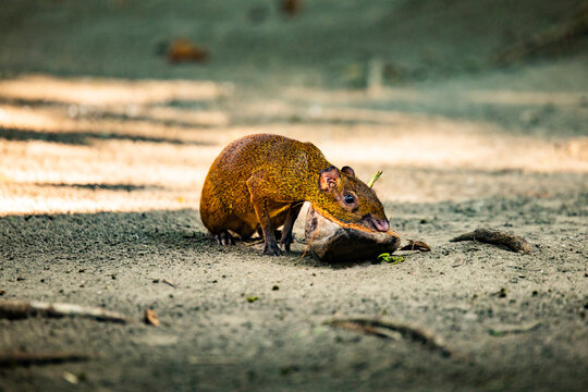 Agouti sitting on path in forest
