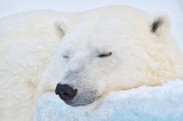 polar bear portrait