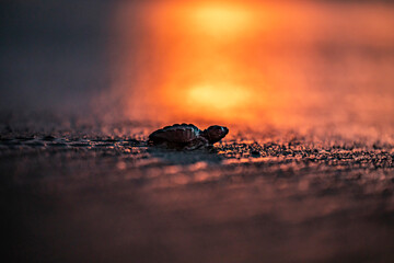 Small turtle crawling on ground