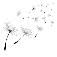 Fotobehang Vector illustration dandelion time. Black Dandelion seeds blowing in the wind. The wind inflates a dandelion isolated on white background © TestersDesigns