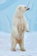 Deurstickers Lichtblauw ijsbeer op het ijs