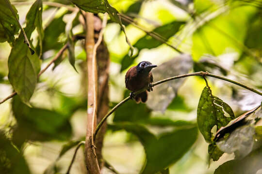 Small bird sitting on tree branch