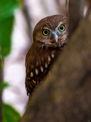Argentina, an Austral  Pygmy Owl..