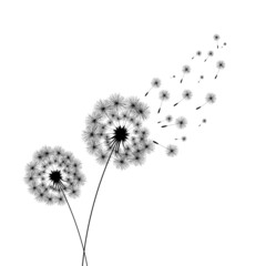 Vector illustration dandelion time. Black Dandelion seeds blowing in the wind. The wind inflates a dandelion isolated on white background