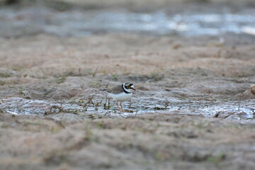 water bird, migration, little ringed, little-ringed plover, birds, waterbird, natural, small, outdoor, water, animalia, shorebirds, asia, birding, common ringed plover, cute, background, feather