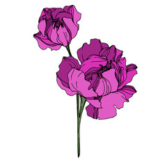 vector peony floral botanical flowers