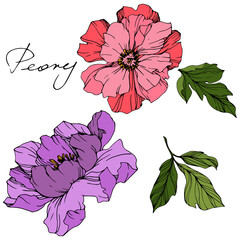 Vector Pink and purple peony. Floral botanical flower. Engraved ink art. Isolated peony illustration element.