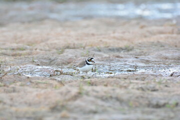 water bird, migration, little ringed, little-ringed plover, birds, waterbird, natural, small, outdoor, water, animalia, shorebirds, asia, birding, common ringed plover, cute, background, feather