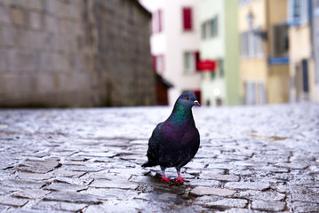 Pigeon on paving stones with beautiful colorful facades of historic houses at medieval old town of Zürich in the background on a winter day. Photo taken February 1st, 2022, Zurich, Switzerland.