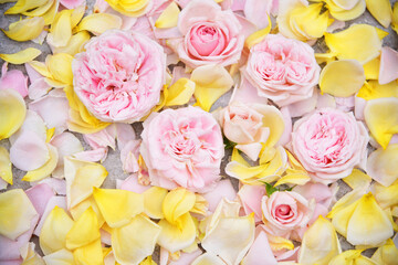  Beautiful background of pink roses, petals. Place for text.