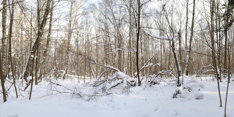Winter walk through forests and fields, beautiful panorama.