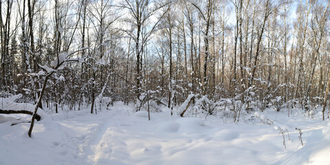 Winter walk through forests and fields, beautiful panorama.