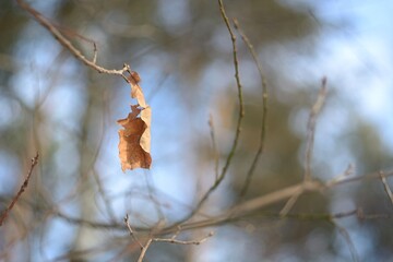 Not fallen leaves in a beautiful winter forest.