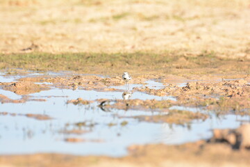 japanese pied wagtail, color, beauty, wings, tree, bath, exotic, sandy, spain, countryside, motacilla alba alba, passerine, closeup, background, fauna, cute, black, water, alba, pied wagtail