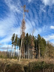 Obraz premium Nadelholz und Wolken, die Natur ist so wunderschön und bietet uns einen Ort der Entspannung. natürlich, naturverbunden, Naturheilkunde, Diversität, erleben, das Leben, Der Himmel