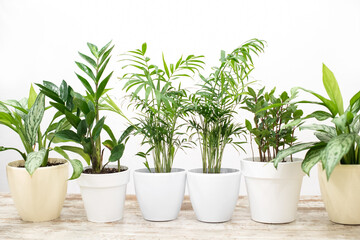 House plants in a stylish interior of a room at home in pots. The concept of home gardening. Cozy decor for a home with a home jungle. Green garden