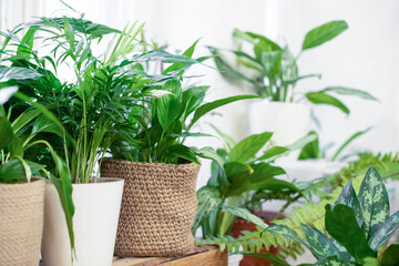 House plants in a stylish interior of a room at home in pots. The concept of home gardening. Cozy decor for a home with a home jungle. Green garden
