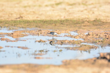 japanese pied wagtail, color, beauty, wings, tree, bath, exotic, sandy, spain, countryside, motacilla alba alba, passerine, closeup, background, fauna, cute, black, water, alba, pied wagtail