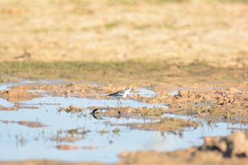 japanese pied wagtail, color, beauty, wings, tree, bath, exotic, sandy, spain, countryside, motacilla alba alba, passerine, closeup, background, fauna, cute, black, water, alba, pied wagtail