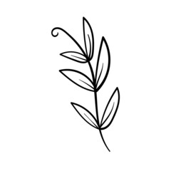 Plant element doodle for frames, invitations and etc. Hand Drawn illustration