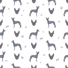 Peruvian hairless dog seamless pattern. Different poses, coat colors set