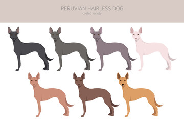 Peruvian hairless dog clipart. Different poses, coat colors set