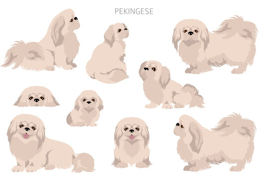 Pekingese dog clipart. Different poses, coat colors set