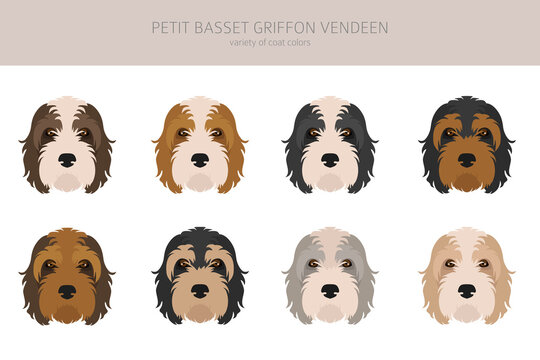 Petit Basset Griffon Vendeen clipart. Different poses, coat colors set
