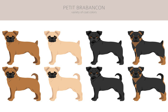 Petit Brabancon, Small Belgian dogs clipart. Different poses, coat colors set