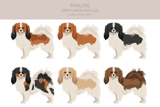 Phalene, Drop - eared Papillon clipart. Different poses, coat colors set